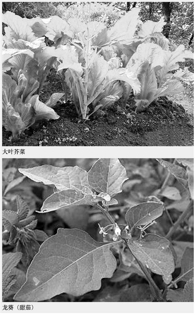 适合种植的有机蔬菜（有机蔬菜比普通的更有营养）(6)