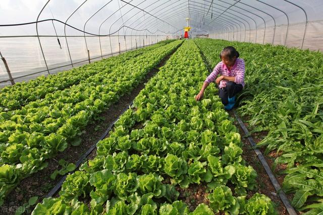 适合种植的有机蔬菜（有机蔬菜比普通的更有营养）(9)