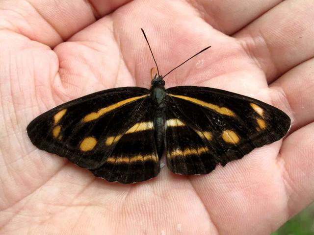 最常见的蝴蝶有哪几种（夏日赏蝶正当时）(30)