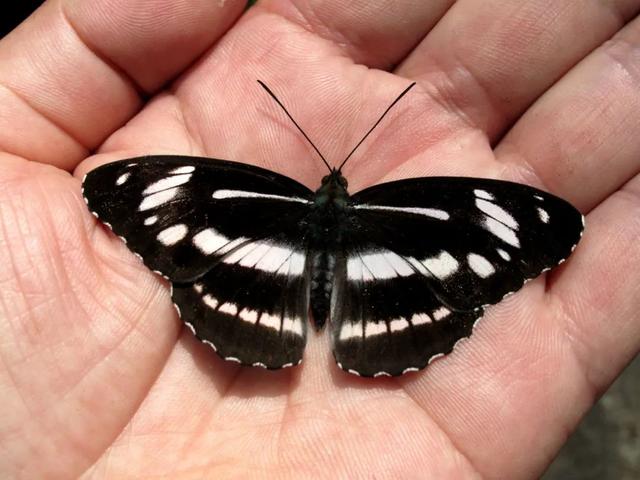 最常见的蝴蝶有哪几种（夏日赏蝶正当时）(22)