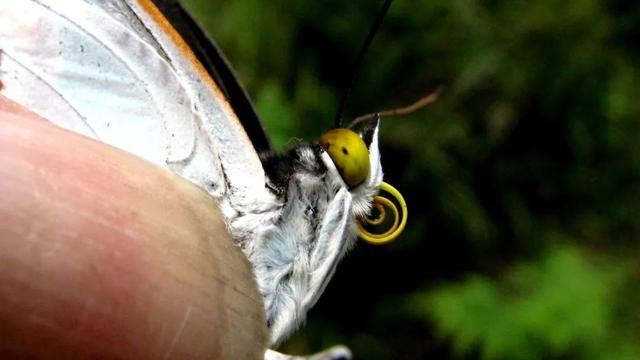最常见的蝴蝶有哪几种（夏日赏蝶正当时）(5)