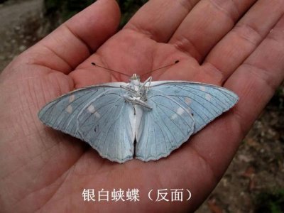 ​最常见的蝴蝶有哪几种（夏日赏蝶正当时）