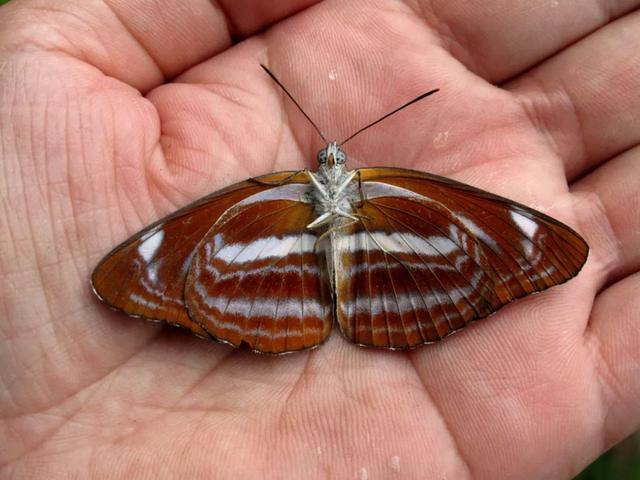 最常见的蝴蝶有哪几种（夏日赏蝶正当时）(31)