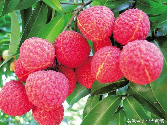 去海南必吃的十种水果（海南游客们想吃的爽）(6)
