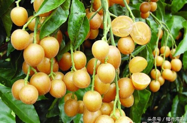 去海南必吃的十种水果（海南游客们想吃的爽）(13)