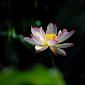 最好的现代主义诗歌（八种曾经狂热的青春）(4)