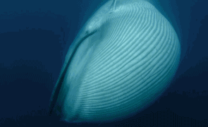 利维坦鲸冰川时代（巨鲸落万物生血与肉堆砌的革命）(7)