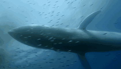 利维坦鲸冰川时代（巨鲸落万物生血与肉堆砌的革命）(8)