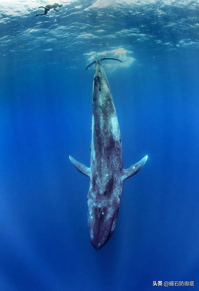 利维坦鲸冰川时代（巨鲸落万物生血与肉堆砌的革命）(3)