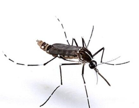 什么蚊子有毒,世界上最毒的蚊子是什么蚊子图3