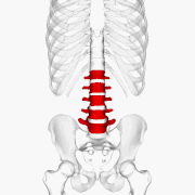 刘亦菲扁头圆头对比图(原来刘亦菲斜方肌粗大还脖子前伸的原因)(19)
