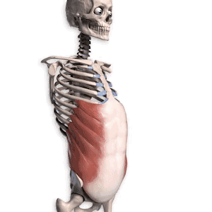 刘亦菲扁头圆头对比图(原来刘亦菲斜方肌粗大还脖子前伸的原因)(18)