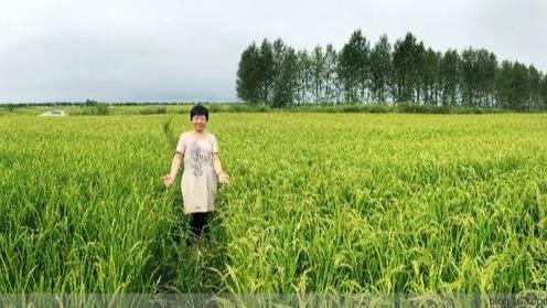 五常大米百科简介(五常大米从假米)(5)