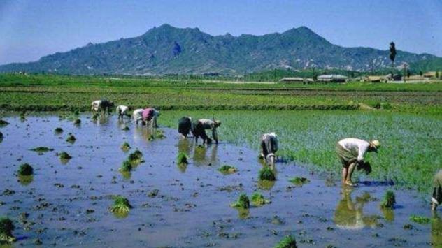 五常大米百科简介(五常大米从假米)(4)