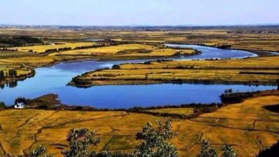 五常大米百科简介(五常大米从假米)