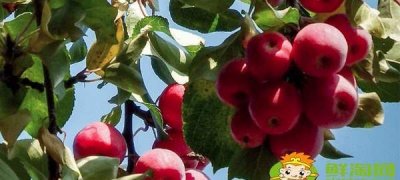 海棠能吃不能吃,海棠花能不能吃?