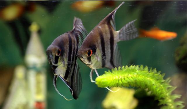 好养的小型神仙鱼（热带鱼中优雅的小公举神仙鱼养殖大全）(17)