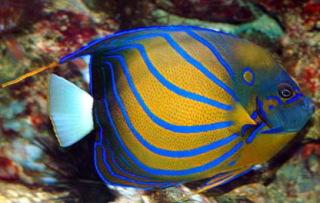 好养的小型神仙鱼（热带鱼中优雅的小公举神仙鱼养殖大全）(28)