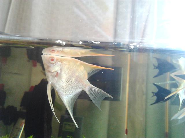 好养的小型神仙鱼（热带鱼中优雅的小公举神仙鱼养殖大全）(46)