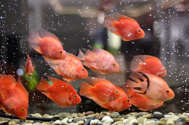 好养的小型神仙鱼（热带鱼中优雅的小公举神仙鱼养殖大全）(45)