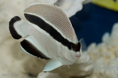 好养的小型神仙鱼（热带鱼中优雅的小公举神仙鱼养殖大全）(43)