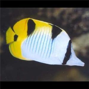 好养的小型神仙鱼（热带鱼中优雅的小公举神仙鱼养殖大全）(25)