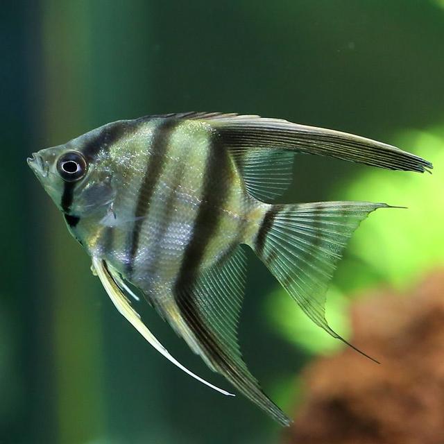 好养的小型神仙鱼（热带鱼中优雅的小公举神仙鱼养殖大全）(16)