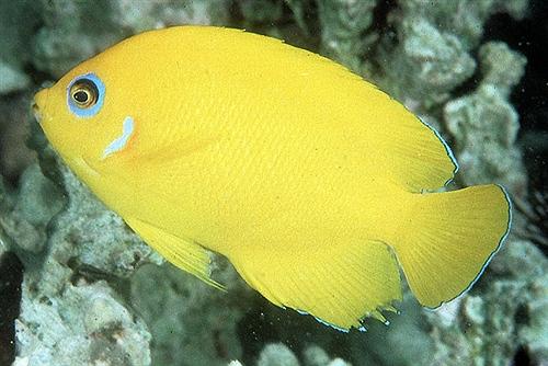 好养的小型神仙鱼（热带鱼中优雅的小公举神仙鱼养殖大全）(42)