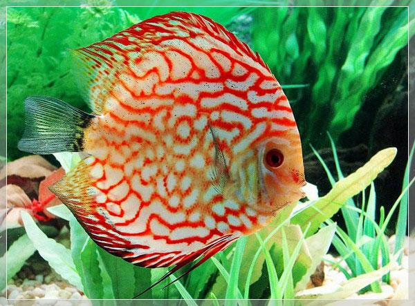 好养的小型神仙鱼（热带鱼中优雅的小公举神仙鱼养殖大全）(40)