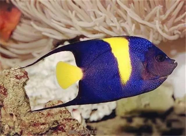 好养的小型神仙鱼（热带鱼中优雅的小公举神仙鱼养殖大全）(39)