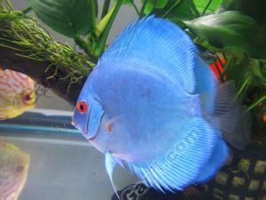 好养的小型神仙鱼（热带鱼中优雅的小公举神仙鱼养殖大全）(21)