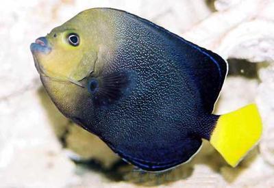 好养的小型神仙鱼（热带鱼中优雅的小公举神仙鱼养殖大全）(36)