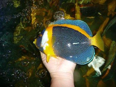 好养的小型神仙鱼（热带鱼中优雅的小公举神仙鱼养殖大全）(38)