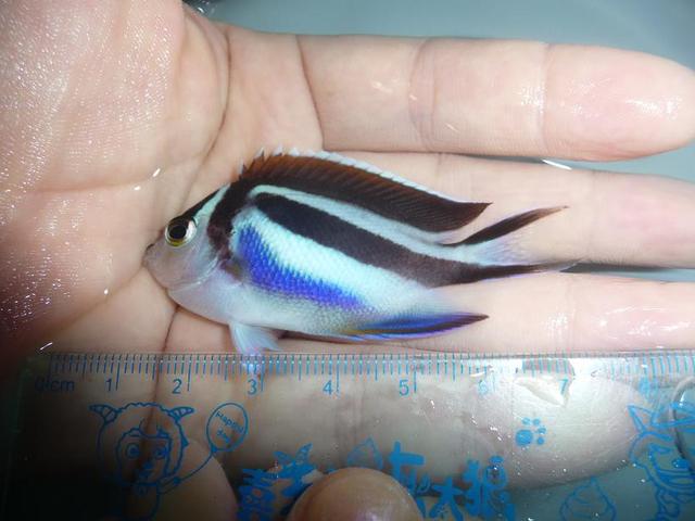 好养的小型神仙鱼（热带鱼中优雅的小公举神仙鱼养殖大全）(35)