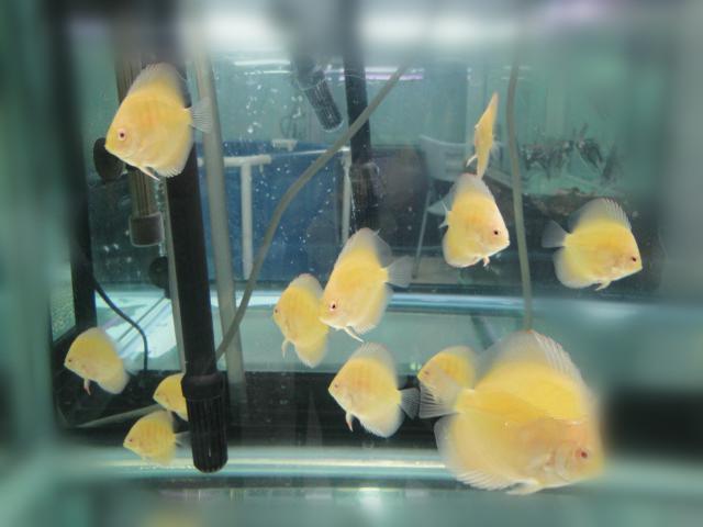 好养的小型神仙鱼（热带鱼中优雅的小公举神仙鱼养殖大全）(13)