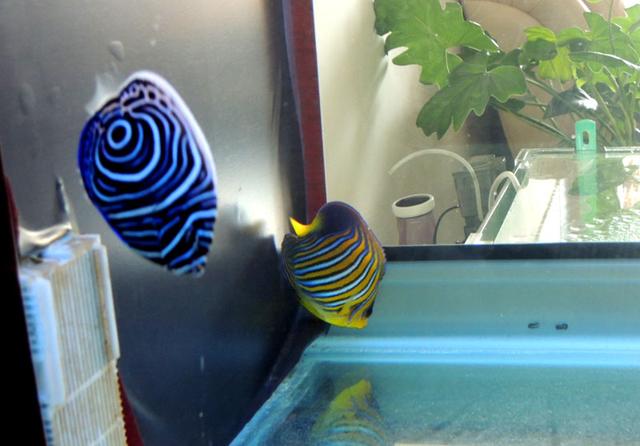 好养的小型神仙鱼（热带鱼中优雅的小公举神仙鱼养殖大全）(20)