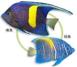 好养的小型神仙鱼（热带鱼中优雅的小公举神仙鱼养殖大全）(23)