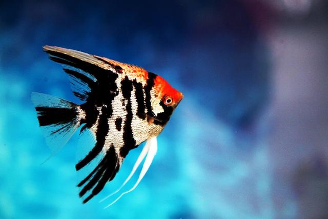 好养的小型神仙鱼（热带鱼中优雅的小公举神仙鱼养殖大全）(3)