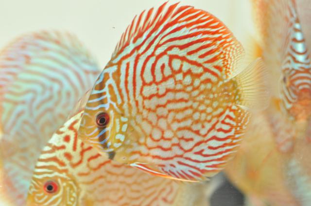 好养的小型神仙鱼（热带鱼中优雅的小公举神仙鱼养殖大全）(8)