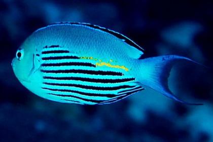 好养的小型神仙鱼（热带鱼中优雅的小公举神仙鱼养殖大全）(34)