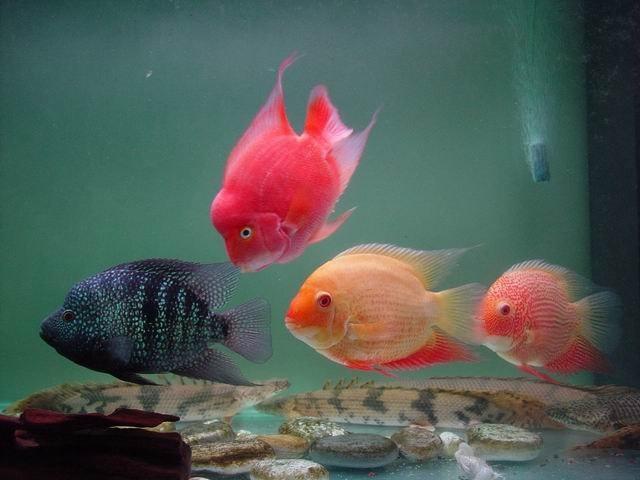 好养的小型神仙鱼（热带鱼中优雅的小公举神仙鱼养殖大全）(7)