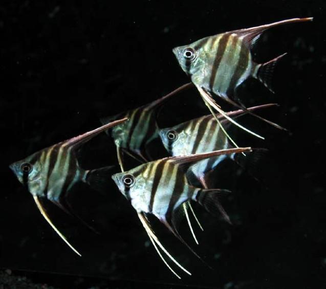 好养的小型神仙鱼（热带鱼中优雅的小公举神仙鱼养殖大全）(15)