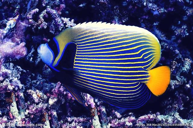 好养的小型神仙鱼（热带鱼中优雅的小公举神仙鱼养殖大全）(19)