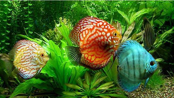 好养的小型神仙鱼（热带鱼中优雅的小公举神仙鱼养殖大全）(4)