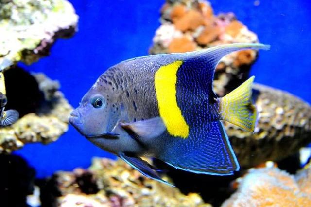 好养的小型神仙鱼（热带鱼中优雅的小公举神仙鱼养殖大全）(18)