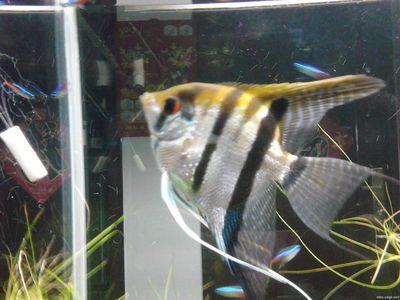 好养的小型神仙鱼（热带鱼中优雅的小公举神仙鱼养殖大全）(14)