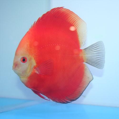 好养的小型神仙鱼（热带鱼中优雅的小公举神仙鱼养殖大全）(6)