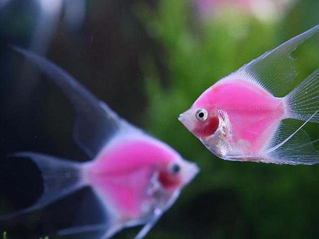 好养的小型神仙鱼（热带鱼中优雅的小公举神仙鱼养殖大全）(1)