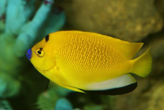 好养的小型神仙鱼（热带鱼中优雅的小公举神仙鱼养殖大全）(27)