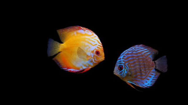 好养的小型神仙鱼（热带鱼中优雅的小公举神仙鱼养殖大全）(5)